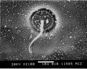 Media type: image; Herpetology R-156301